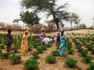 Mercato agroalimentare senegalese le iniziative